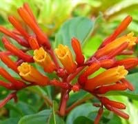 Firebush Dwarf I Live Plants I Hamelia Patens Compactal Vibrant Red-Orange Blooms, Low-Maintenance, Heat-Tolerant, Perfect for Small Gardens and Containers