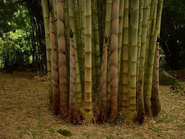 Dendrocalamus Asper Bamboo Plant - Fast-Growing Live Indoor/Outdoor Giant Bamboo for Landscaping & Green Decor - Eco-Friendly - Also Known as Dragon/Rough Bamboo