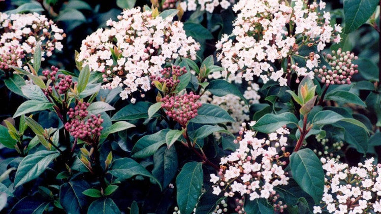 Viburnum Spring Bouquet | Extra Large Gallon Plants | Viburnum Tinus 'Spring Bouquet' | Evergreen Privacy Hedge | Year-Round Interest