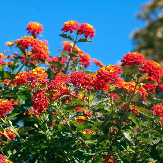 Lantana Dallas Red | Live Plants | Lantana Camara | Flowering Perennial | Garden Colorful Bloom | Hardy Outdoor Decor | Vibrant Red Flowers