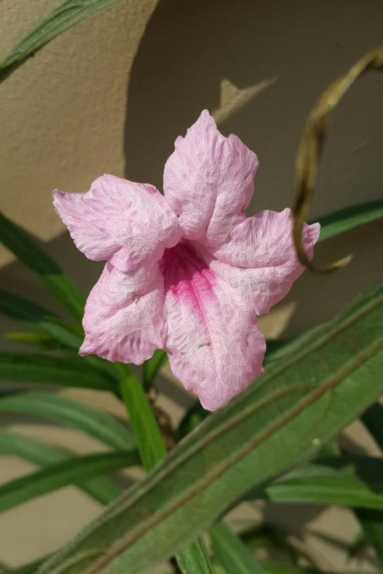 Pink Mexican Petunia | Live Plants | Ruellia Brittoniana | Drought Tolerant Low Maintenance Blooming Butterfly Bush