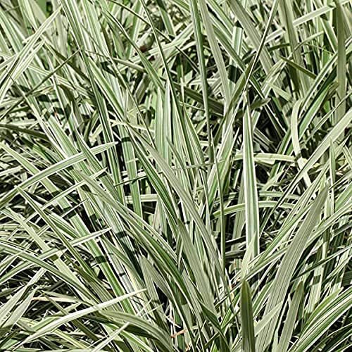 Aztec Grass - Live Quart Size Plants - Variegated Liriope - Ophiopogon Intermedius Argenteomarginatus