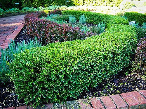 Wintergreen Boxwood | Large Gallon Plants | Dense Evergreen Foliage, Cold-Hardy & Ideal for Year-Round Landscaping, Elegant Border & Hedge Plant, Live Shrub