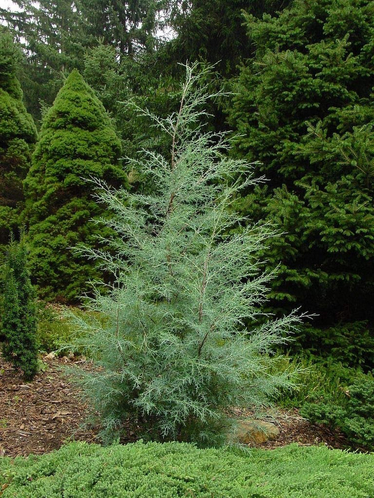 Carolina Sapphire Cypress Tree | Large Gallon Size Plants | Beautiful Evergreen Low Maintenance Cold Hardy Privacy Screen