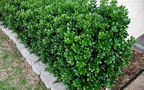 Dwarf Burford Holly Ilex - Live Plants - Evergreen Burfordi Shrub