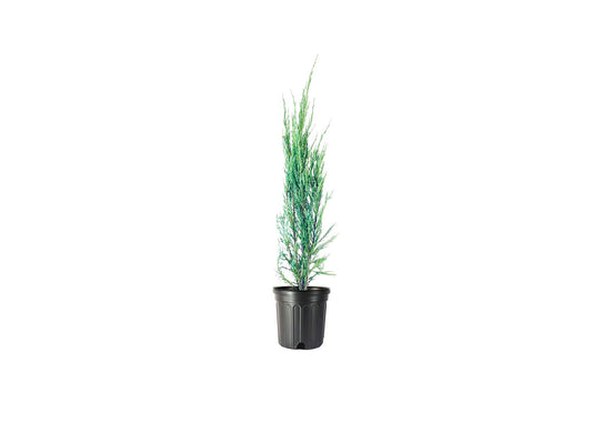 Blue Arrow Juniper - Live Gallon Size Trees - Juniperus Scopulorum - Formal Evergreen Privacy Screening Plants