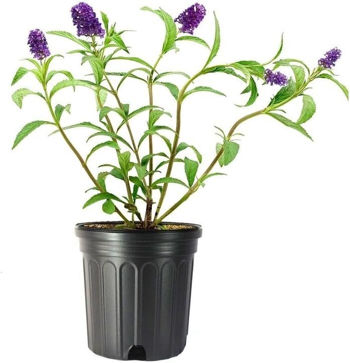 Buddleia Black Knight | Live Gallon Size Plants | Fragrant Butterfly Bush, Attracts Butterflies & Hummingbirds, Drought Tolerant Flowering Shrub