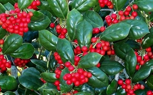 Dwarf Burfordi Holly Ilex | Extra Large Gallon Plants | Ilex cornuta 'Dwarf Burfordi' | Lush Evergreen Shrub | Ideal for Borders and Hedges