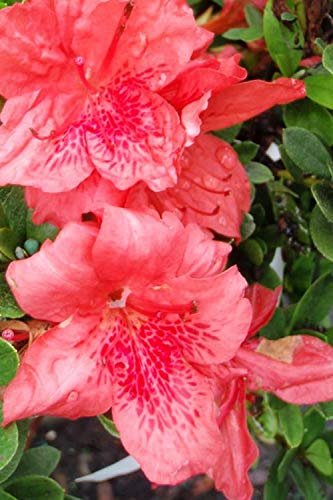 Azalea Fashion - Live Plants - Salmon Colored Flowering Rhododendron