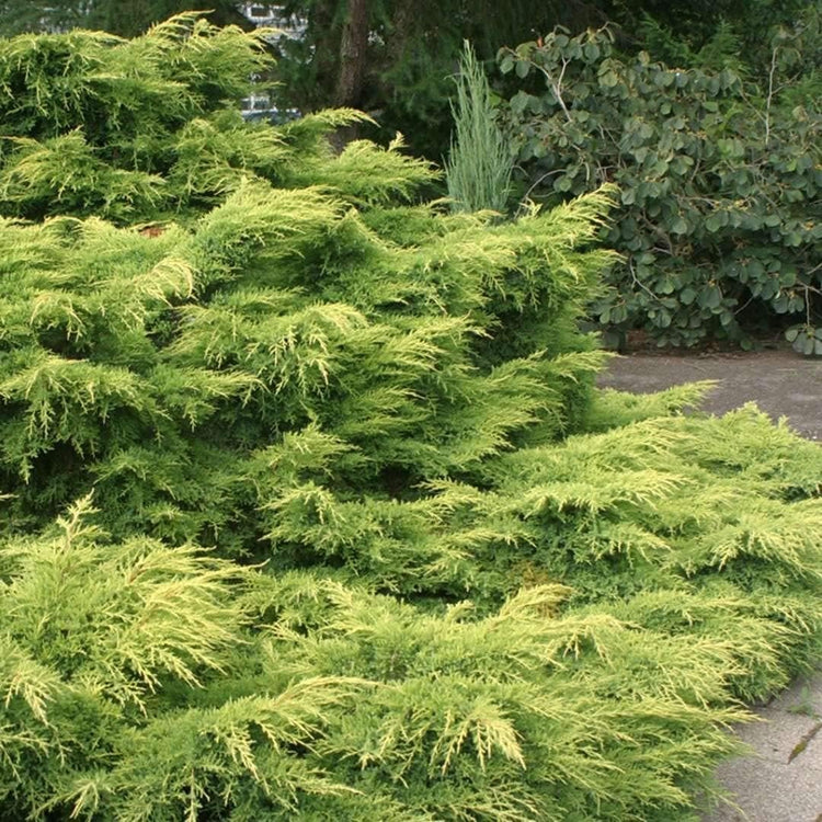 Juniper Gold Lace | Live Gallon Size Plant | Juniperus Chinensis | Drought Tolerant Cold Hardy Evergreen Groundcover