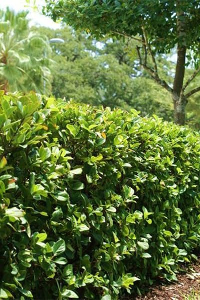 Viburnum Suspensum | Extra Large 3 Gallon Plants | Sandankwa Viburnum | Dense Evergreen Hedge | Year-Round Greenery