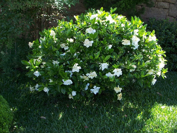 Gardenia Belmont | Live Plants | Jasminoides Cape Jasmine | Fragrant Blooming Ornamental Shrub