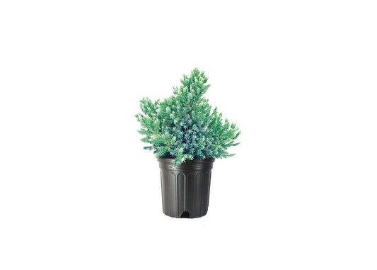 Blue Star Juniper | Large Gallon Size Plants | Juniperus Squamata | Low Maintenance Blue Evergreen Groundcover