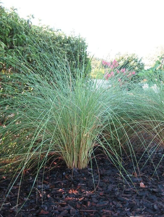 Sand Cord Grass | Extra Large Gallon Plants | Spartina pectinata | Lush Landscape Focal | Garden Vibrancy