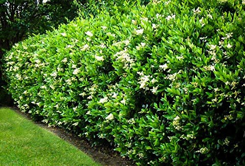 Curled Leaf Privet | Live Quart Size Plants | Ligustrum Japonicum Recurvifolium, Evergreen Flowering Privacy Hedge, Ornamental Shrub for Lush Landscapes