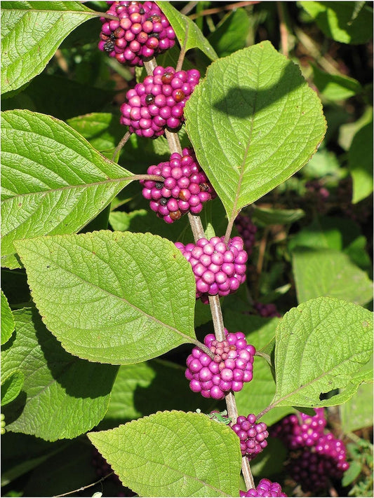 American Beautyberry | Live Plants | Callicarpa Americana | Drought-Tolerant, Vibrant Purple Berries, Attracts Birds & Butterflies | Easy to Grow