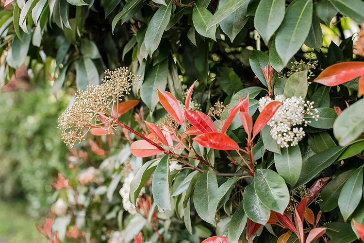 Photinia Red Tip | Extra Large Gallon Plants | Photinia x Fraseri | Evergreen Landscape Hedge Shrub