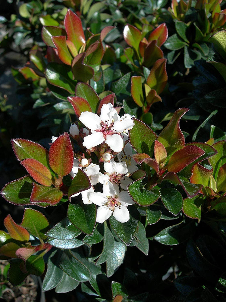 Indian Hawthorn - Live Plants - Rhaphiolepis Indica Alba - Flowering Evergreen Shrub