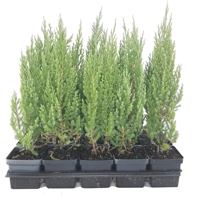 Blue Point Juniper Tree | Live Inch Pots | Juniperus Chinensis | Hardy Evergreen Shrub | Perfect for Landscaping | Low Maintenance Plants