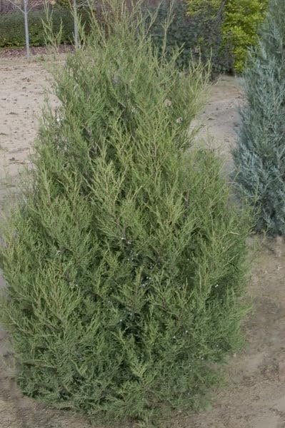 Hillspire Juniper | Live Plants | Stunning Evergreen for Ornamental Landscaping | Privacy Screen or Windbreak, Drought Resistant