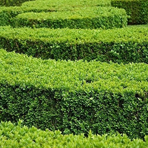 Green Mountain Boxwood - Live Plants - Buxus - Fast Growing Cold Hardy Formal Evergreen Shrub