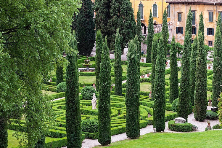 Italian Cypress Tree | Live 4 Inch Pots | Cupressus Sempervirens | Formal Elegant Mediterranean Style Plants