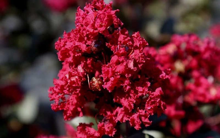 Double Feature Red Crape Myrtle | Live Plants | Lagerstroemia Indica 'Double Feature' | Stunning Summer Blooms | Drought Tolerant & Low Maintenance