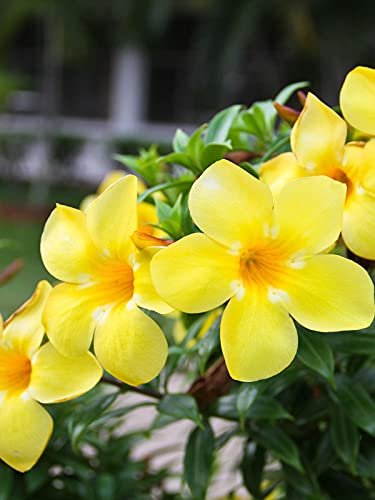 Allamanda Cathartica Golden Butterfly | Live Plants | Vibrant Yellow Trumpet Flowers | Perfect for Outdoor Gardens & Patios | Easy to Grow & Care for