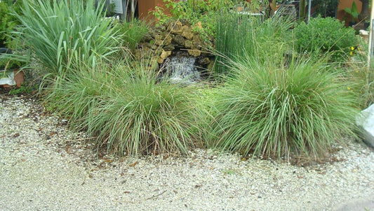 Fakahatchee Grass Dwarf | Extra Large 3 Gallon Plants | Tripsacum dactyloides Dwarf | Lush Garden Texture | Easy Care Feature