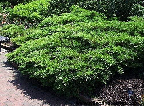 Kallay Juniper - Live Plants - Juniperus Chinensis - Drought Tolerant Cold Hardy Evergreen Ground Cover