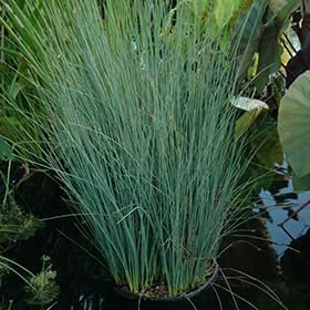 Rush Grass Blue Arrow | Extra Large Gallon Plants | Juncus inflexus | Vibrant Landscape Accent | Hardy Garden Addition