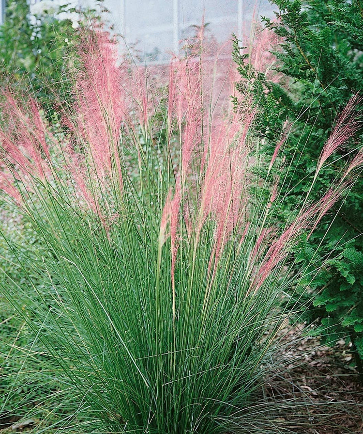 Pink Muhly Grass - Pack Seeds - Muhlenbergia Capillaris - Hairawn Muhly - Beautiful Blooming Low Maintenance Ornamental Foliage