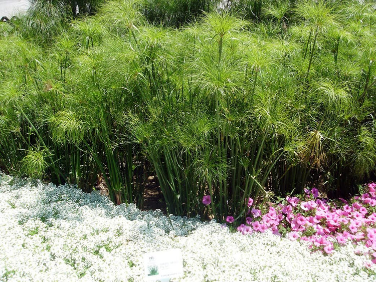 Giant Egyptian Papyrus | Live Plants | Cyperus Large Shade & Wet Tolerant Aquatic Foliage