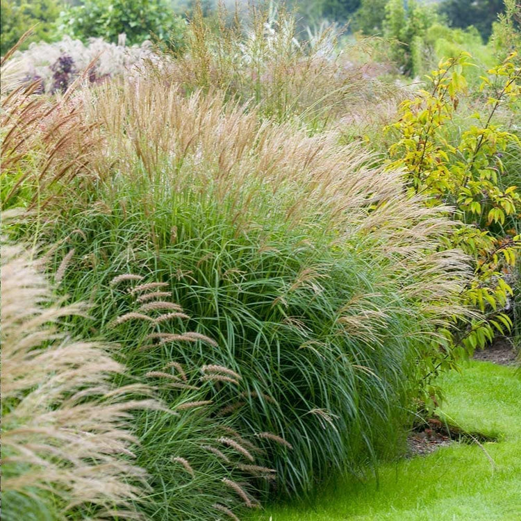 Adagio Maiden Grass | Live 4 Inch Pots | Miscanthus Sinensis | Fast Growing Cold Hardy Ornamental Plants