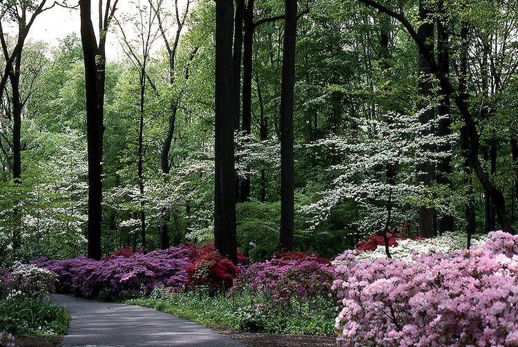 Azalea Fashion - Live Plants - Salmon Colored Flowering Rhododendron