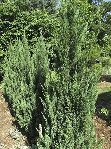 Blue Point Juniper - Live Trees - Juniperus Chinensis - Evergreen Screening Plant