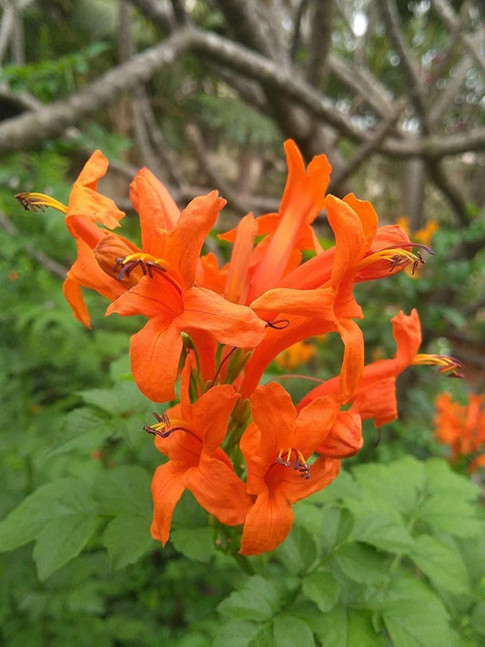 Cape Honeysuckle | Live Plants | Tecomaria Capensis | Birds & Butterfly Attracting Versatile Shrub