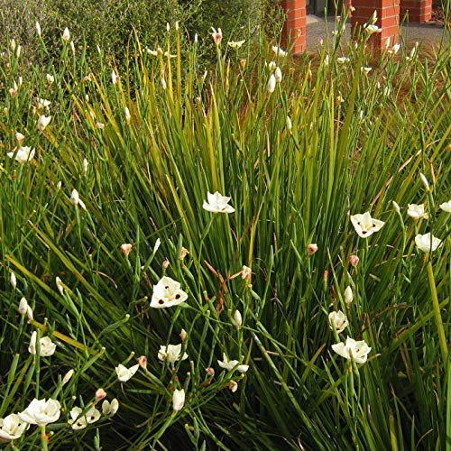 African Iris Yellow - Live Plants - Dietes Vegeta - Drought Tolerant Groundcover Grass