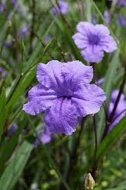 Mexican Petunia Purple I Large Gallon Size Plants I Ruellia Brittoniana | Live Vibrant Purple Flowers, Drought and Heat Tolerant, Ideal for Garden Borders and Container Planting