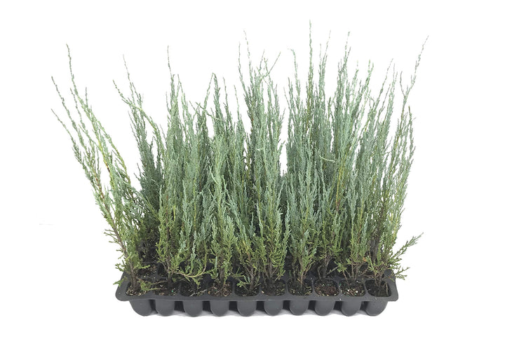 Blue Arrow Juniper - Live Trees - Juniperus Scopulorum - Formal Evergreen Privacy Screen