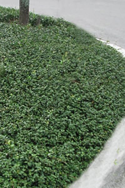 Asiatic Jasmine Minima I Large Gallon Size Plants I Trachelospermum Asiaticum I Live Dense, Evergreen Foliage - Perfect for Lawn Substitutes and Erosion Control