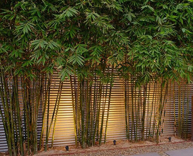 Graceful Bamboo - Slender Weavers - Textilis Gracilis - Live Plant - Fast Growing Evergreen Privacy Hedge