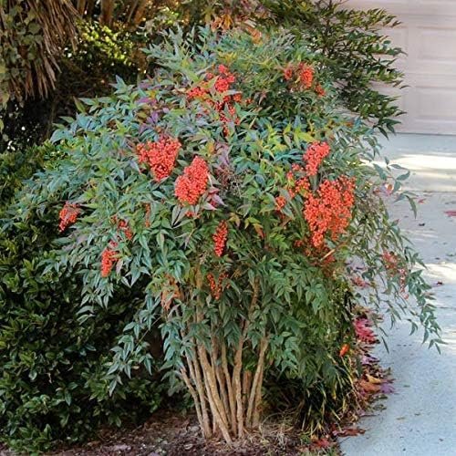 Heavenly Bamboo - Nandina Domestica - Live Gallon Size Plants - Beautiful & Colorful Low Maintenance Foliage