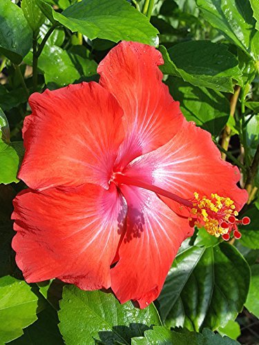 Hibiscus President Red | Live Plants | Hibiscus Rosa-Sinensis | Vibrant Red Blooms | Tropical Garden Beauty | Eye-Catching Flowering Shrub