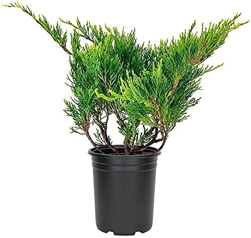 Juniper Monna Sierra Spreader | Live Inch Pots | Juniperus Chinensis | Drought Tolerant Cold Hardy Evergreen Groundcover Plants