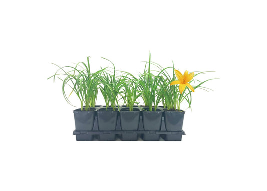 Daylily Aztec Gold | Live Inch Pots | Hemerocallis Plants | Beautiful Low Maintenance Blooming Groundcover