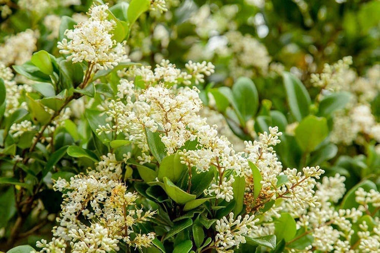 Ligustrum Waxleaf Privet | Large Gallon Size Plants | Blooming Evergreen Tree Privacy Hedge