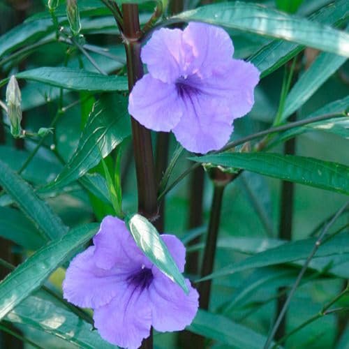 Mexican Petunia Purple I Large Gallon Size Plants I Ruellia Brittoniana | Live Vibrant Purple Flowers, Drought and Heat Tolerant, Ideal for Garden Borders and Container Planting