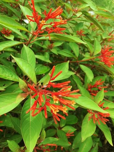 Firebush Dwarf | 3 Extra Large 3 Gallon Plants | Hamelia Patens | Hardy Outdoor Shrub | Garden Landscape Addition