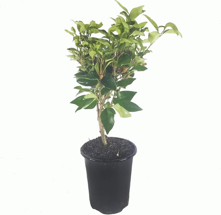 Curled Leaf Privet | Live Quart Size Plants | Ligustrum Japonicum Recurvifolium, Evergreen Flowering Privacy Hedge, Ornamental Shrub for Lush Landscapes